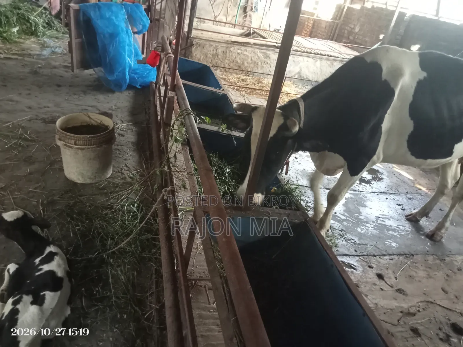 Cow with Calf