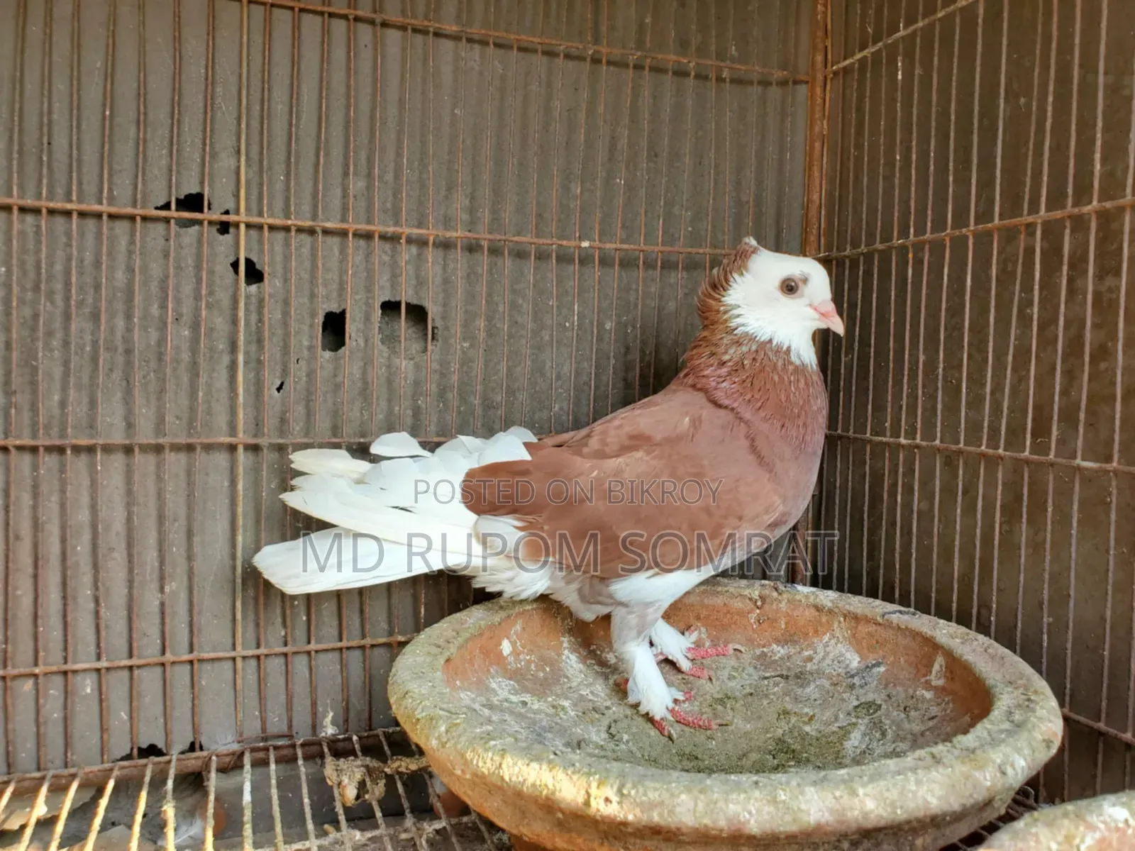 Red Pigeon Male