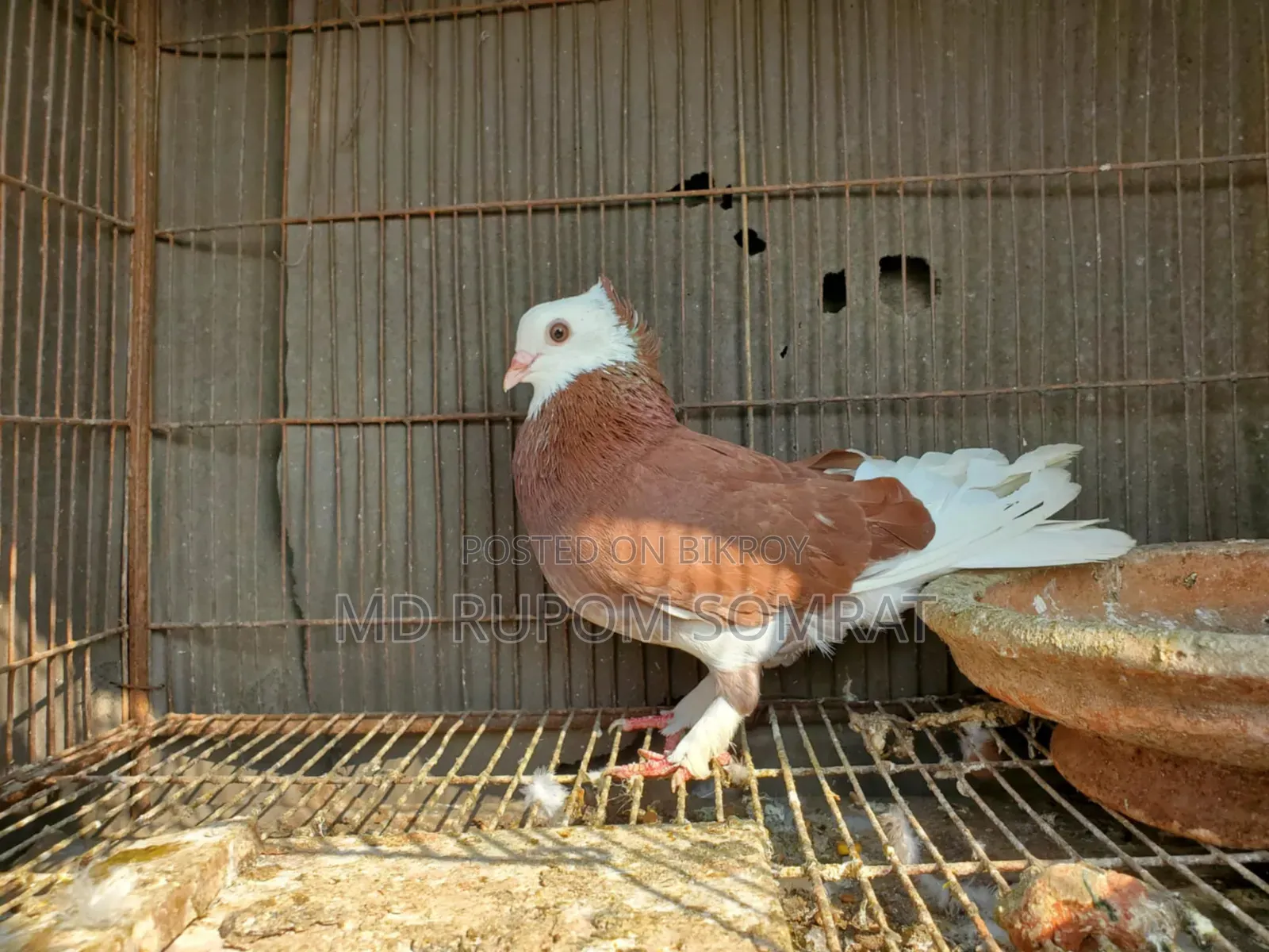 Red Pigeon Male