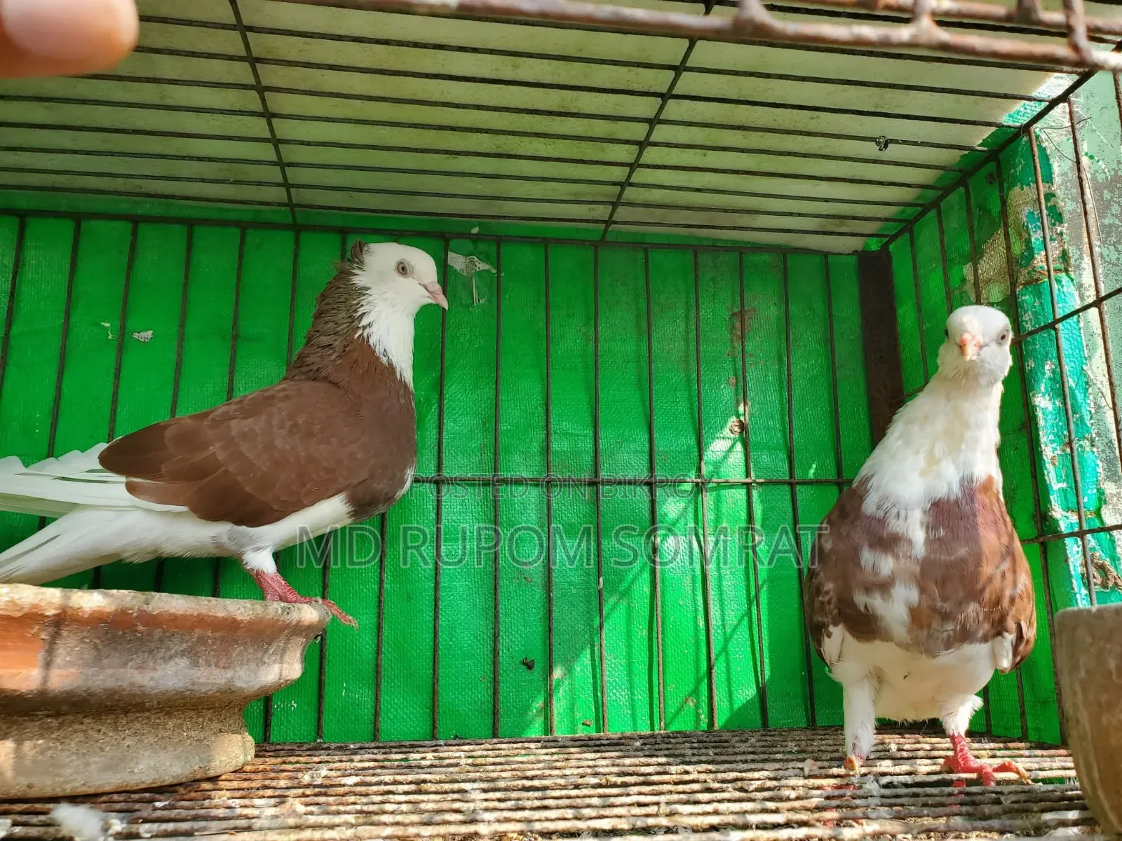 Red Pigeon Couple Full Fresh
