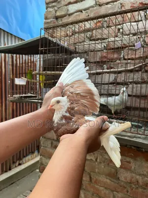 Red Pigeon Couple Full Fresh