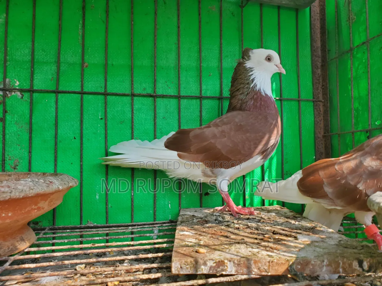 Red Pigeon Couple Full Fresh