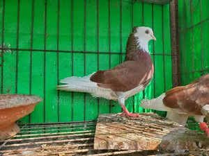 Red Pigeon Couple Full Fresh