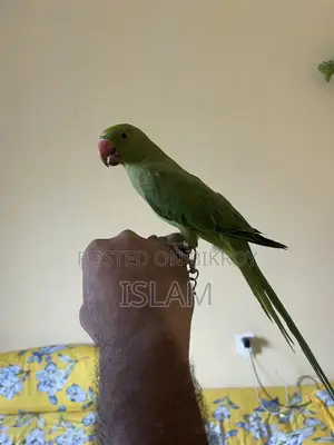 Parrot Baby Bird