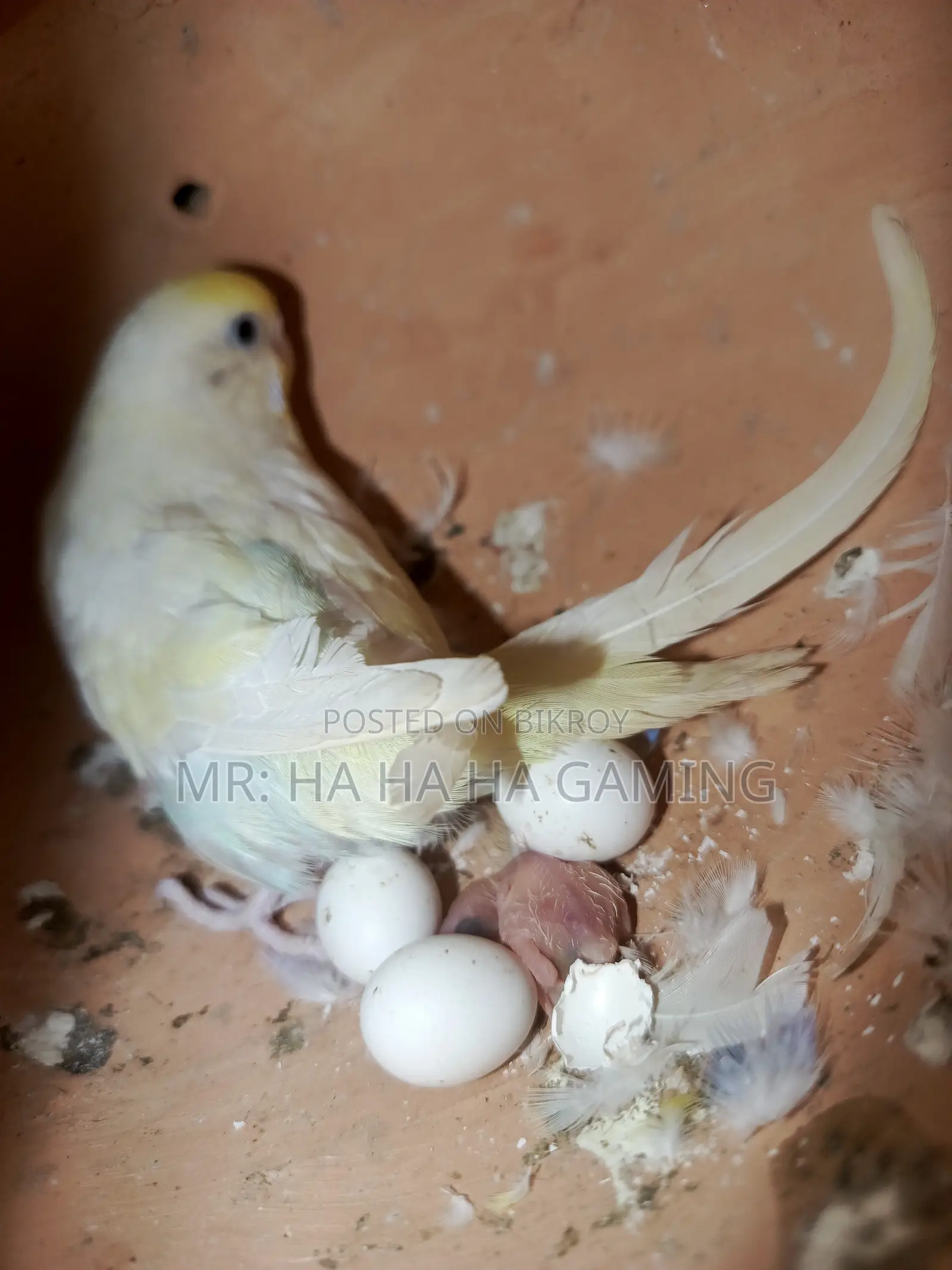 ১ জোড়া পাইড বাগরিগর বেবি সহ