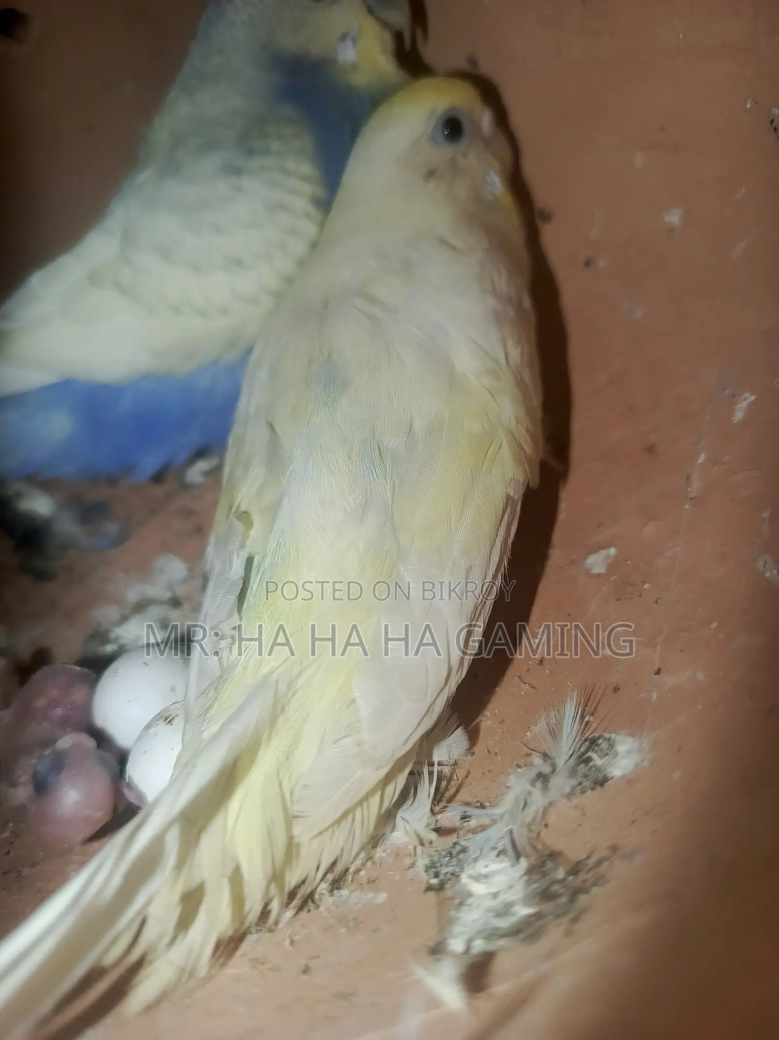 ১ জোড়া পাইড বাগরিগর বেবি সহ