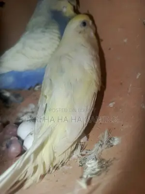 ১ জোড়া পাইড বাগরিগর বেবি সহ