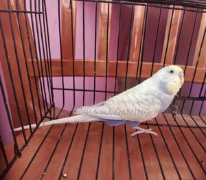 ১ জোড়া পাইড বাগরিগর বেবি সহ