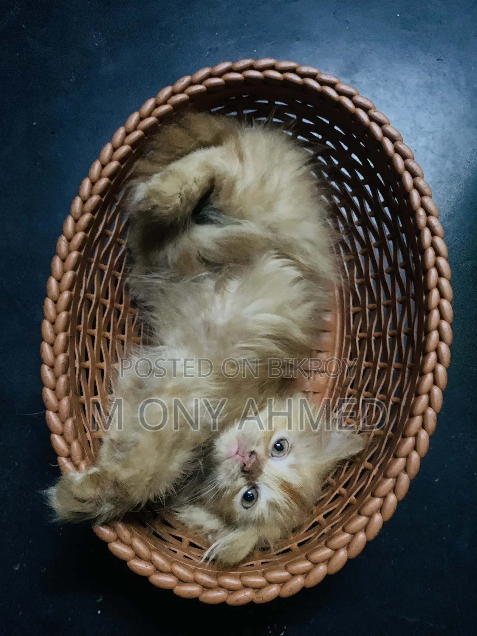 ১-৩ মাসের ফিমেল পিওরব্রেড পার্সিয়ান