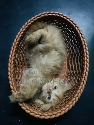 ১-৩ মাসের ফিমেল পিওরব্রেড পার্সিয়ান