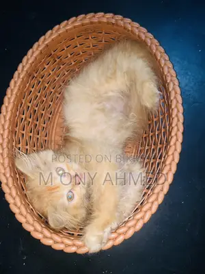 ১-৩ মাসের ফিমেল পিওরব্রেড পার্সিয়ান
