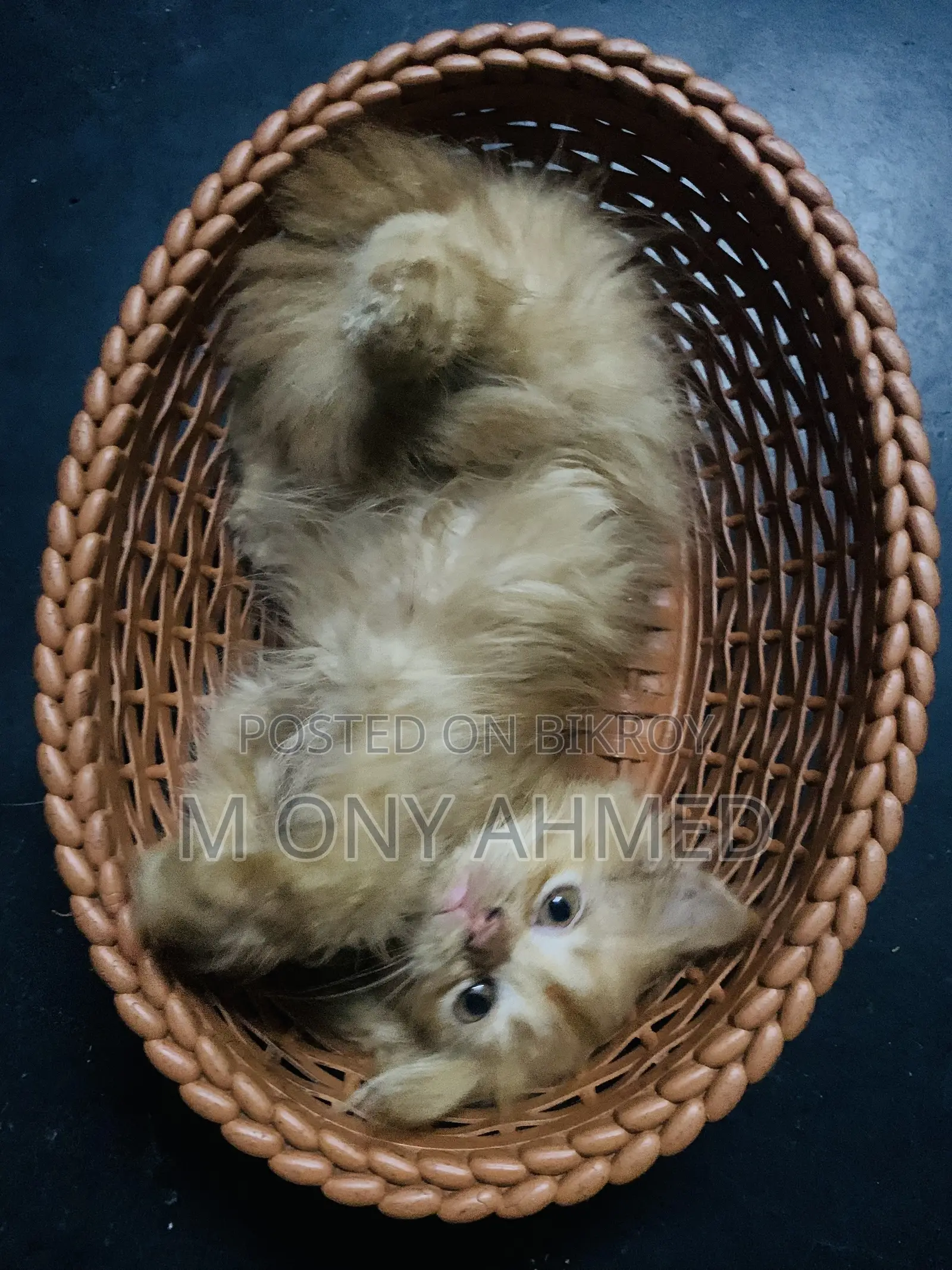 ১-৩ মাসের ফিমেল পিওরব্রেড পার্সিয়ান