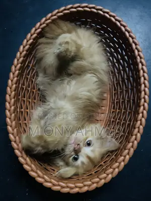১-৩ মাসের ফিমেল পিওরব্রেড পার্সিয়ান