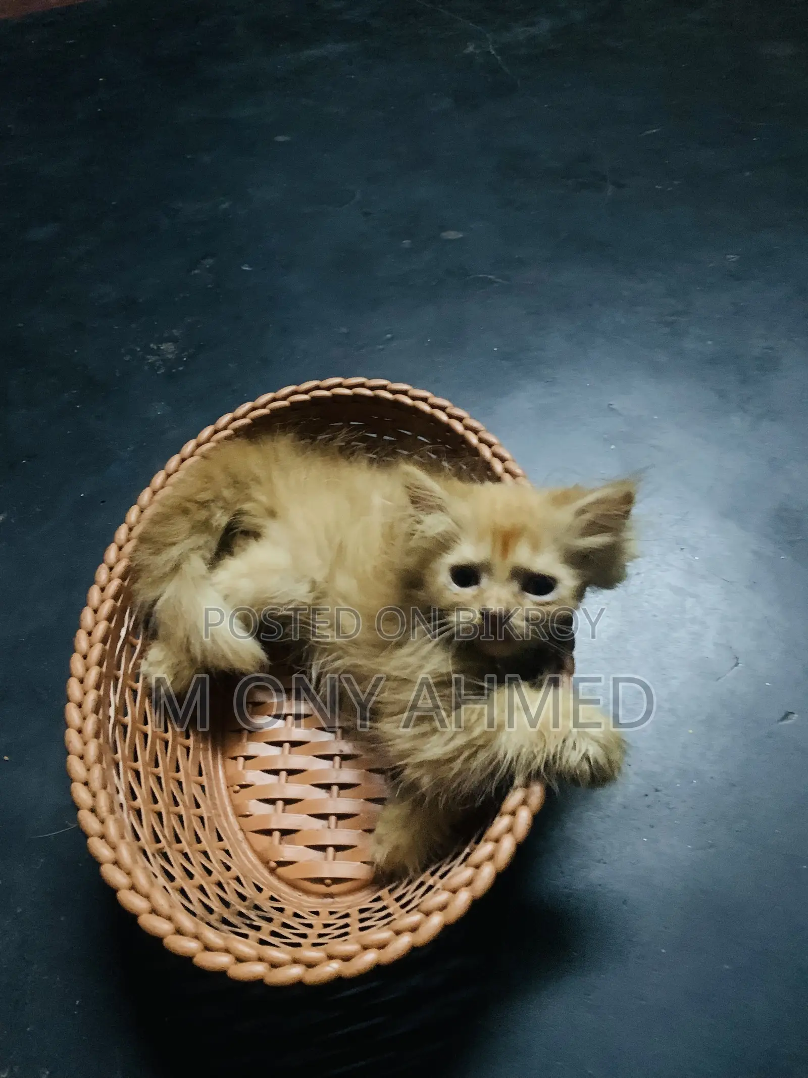 ১-৩ মাসের ফিমেল পিওরব্রেড পার্সিয়ান