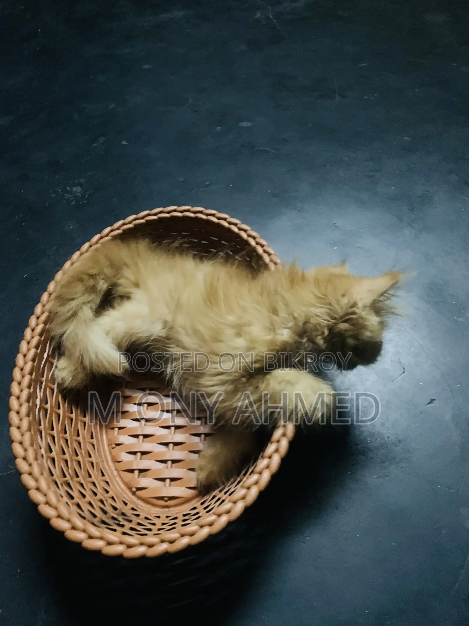 ১-৩ মাসের ফিমেল পিওরব্রেড পার্সিয়ান