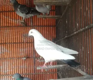 কালডম মাদি আর চিলা নর