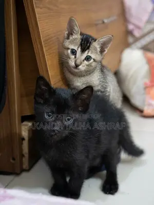 1-3 months Male Mixed Breed Bombay