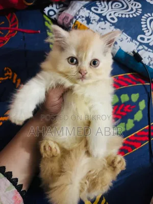 1-3 months Female Mixed Breed Persian