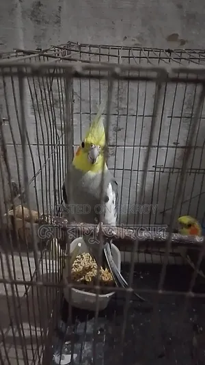 Cockatiel Bird