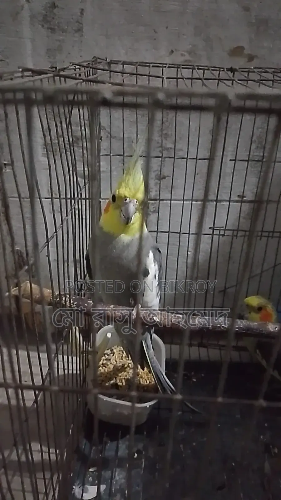 Cockatiel Bird