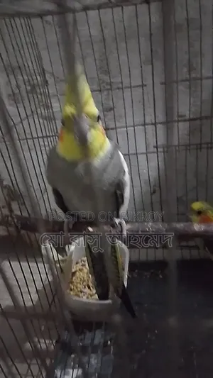 Cockatiel Bird