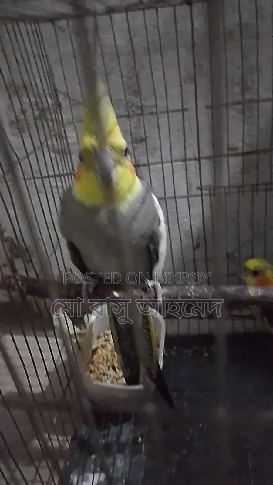 Cockatiel Bird
