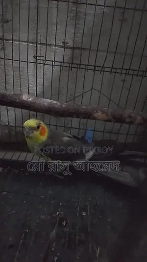 Cockatiel Bird