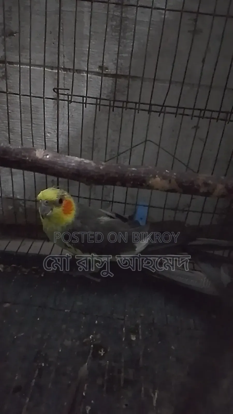 Cockatiel Bird