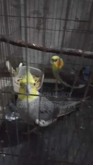 Cockatiel Bird