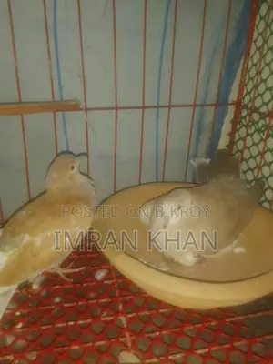 অস্ট্রেলিয়ান ঘুঘু বিক্রয় হইবে