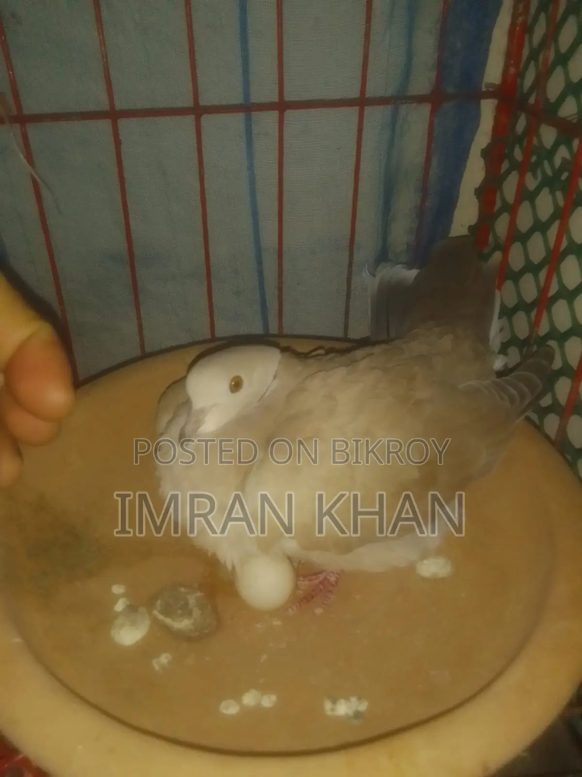 Australian Dove for Sale