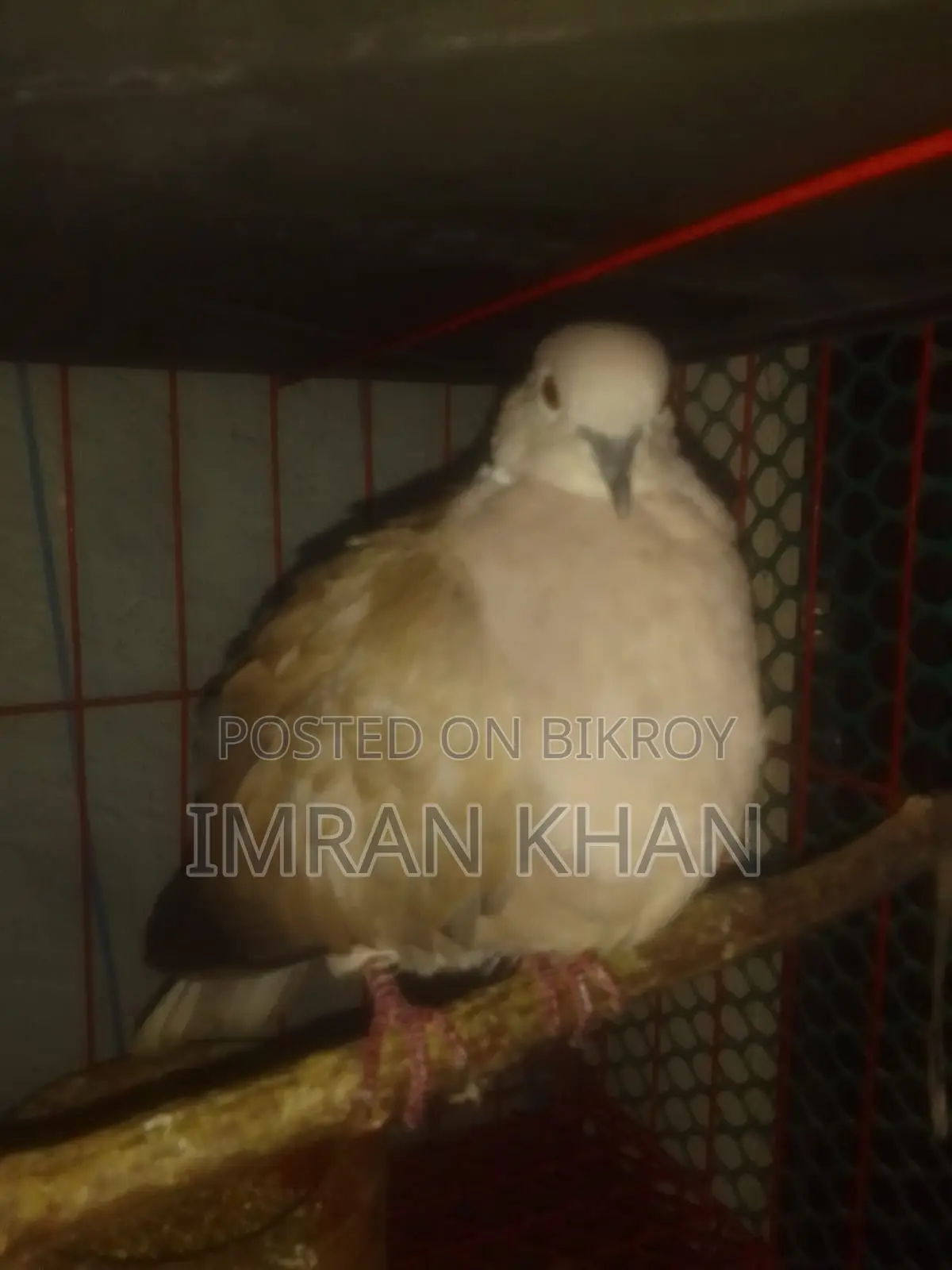 Australian Dove for Sale
