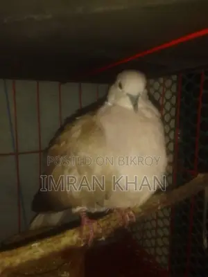 Australian Dove for Sale