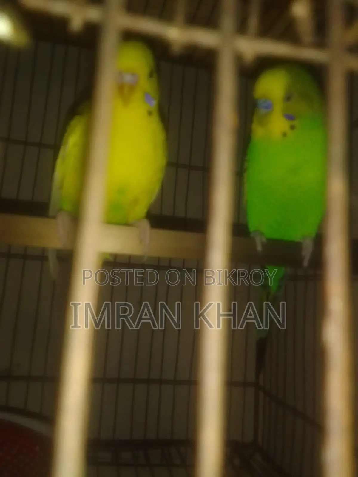 বাজরিগার পাখি জুড়া