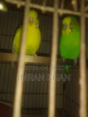 বাজরিগার পাখি জুড়া