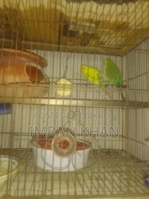 বাজরিগার পাখি জুড়া