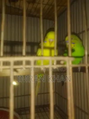 বাজরিগার পাখি জুড়া