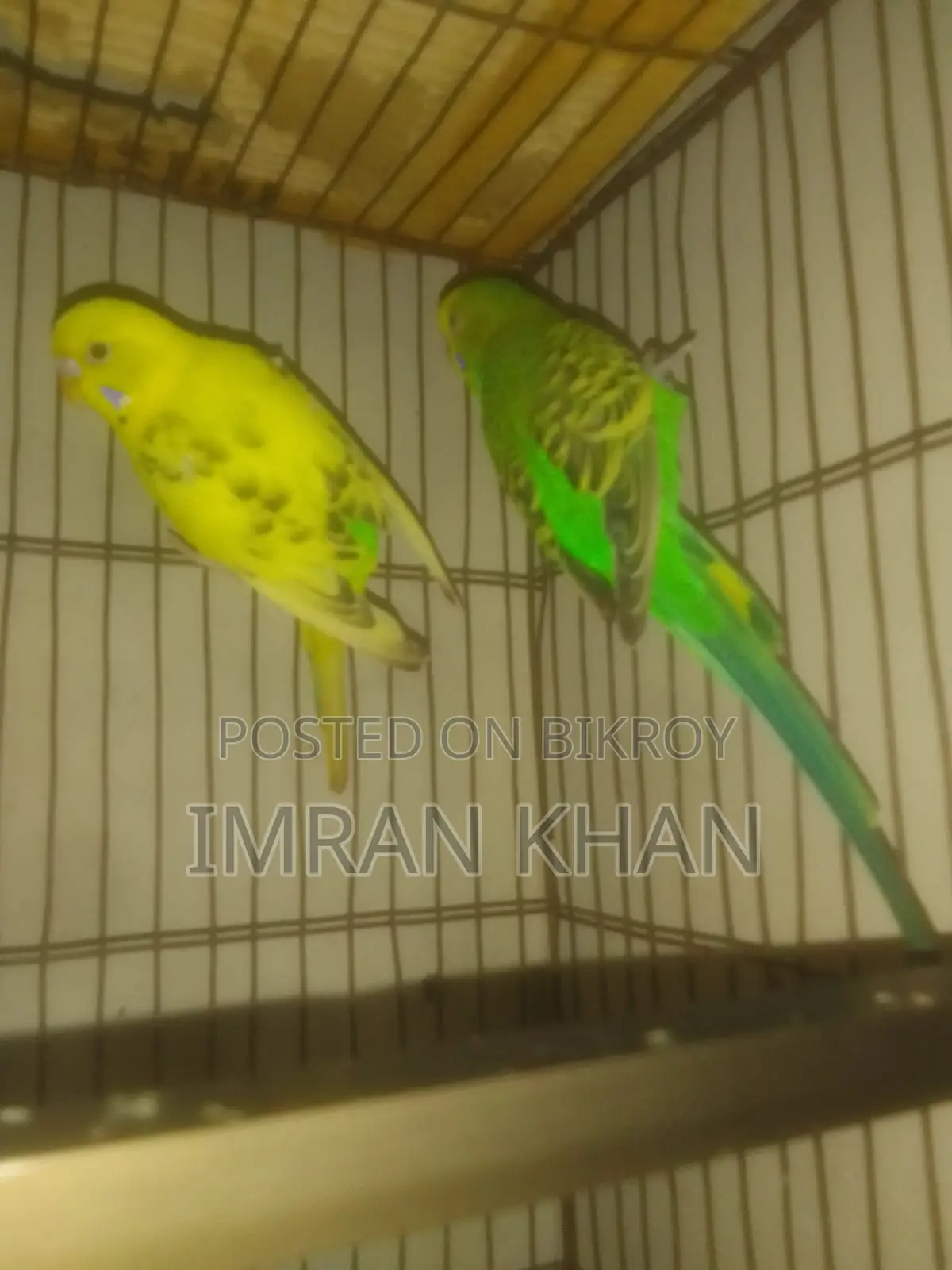 বাজরিগার পাখি জুড়া