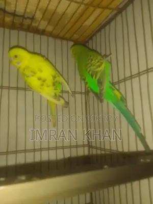 Budgerigar Bird Pair