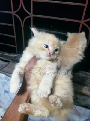০-১ মাসের পুরুষ খাঁটি পার্সিয়ান