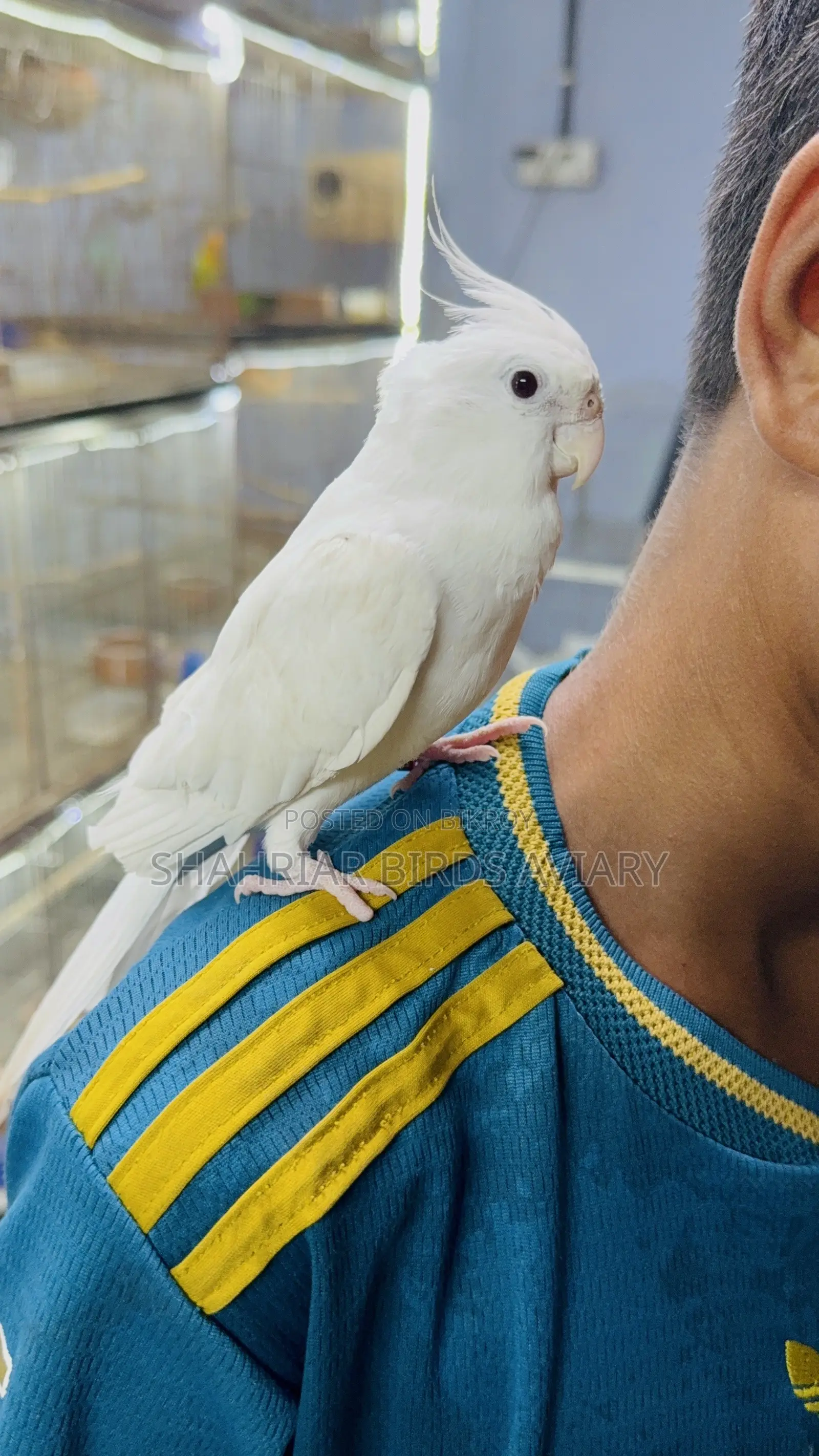 Tame Birds Tame Bird (Cockatiel)