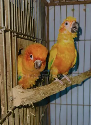 Sun Conure / Sun Conure Bird