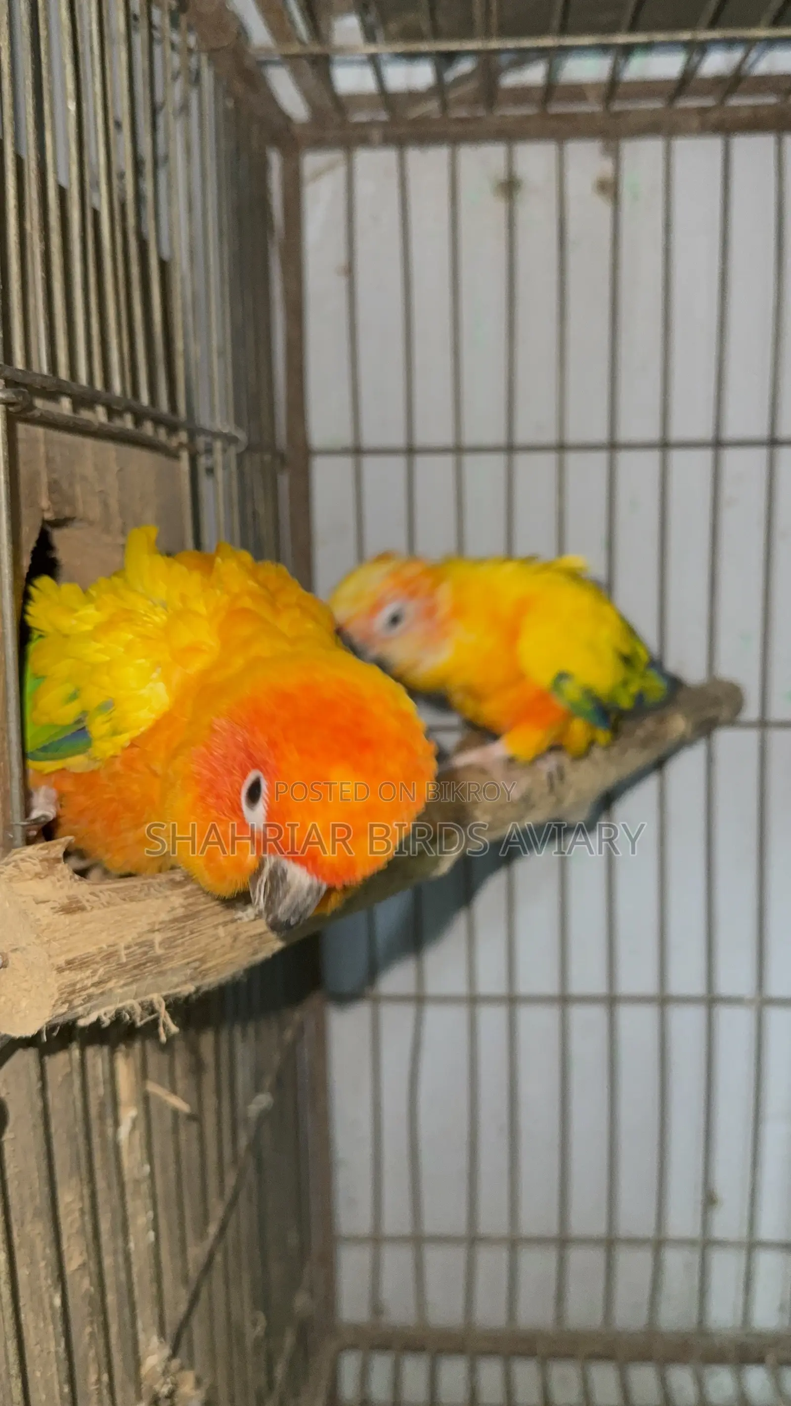 Sun Conure / Sun Conure Bird