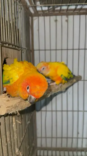 Sun Conure / Sun Conure Bird