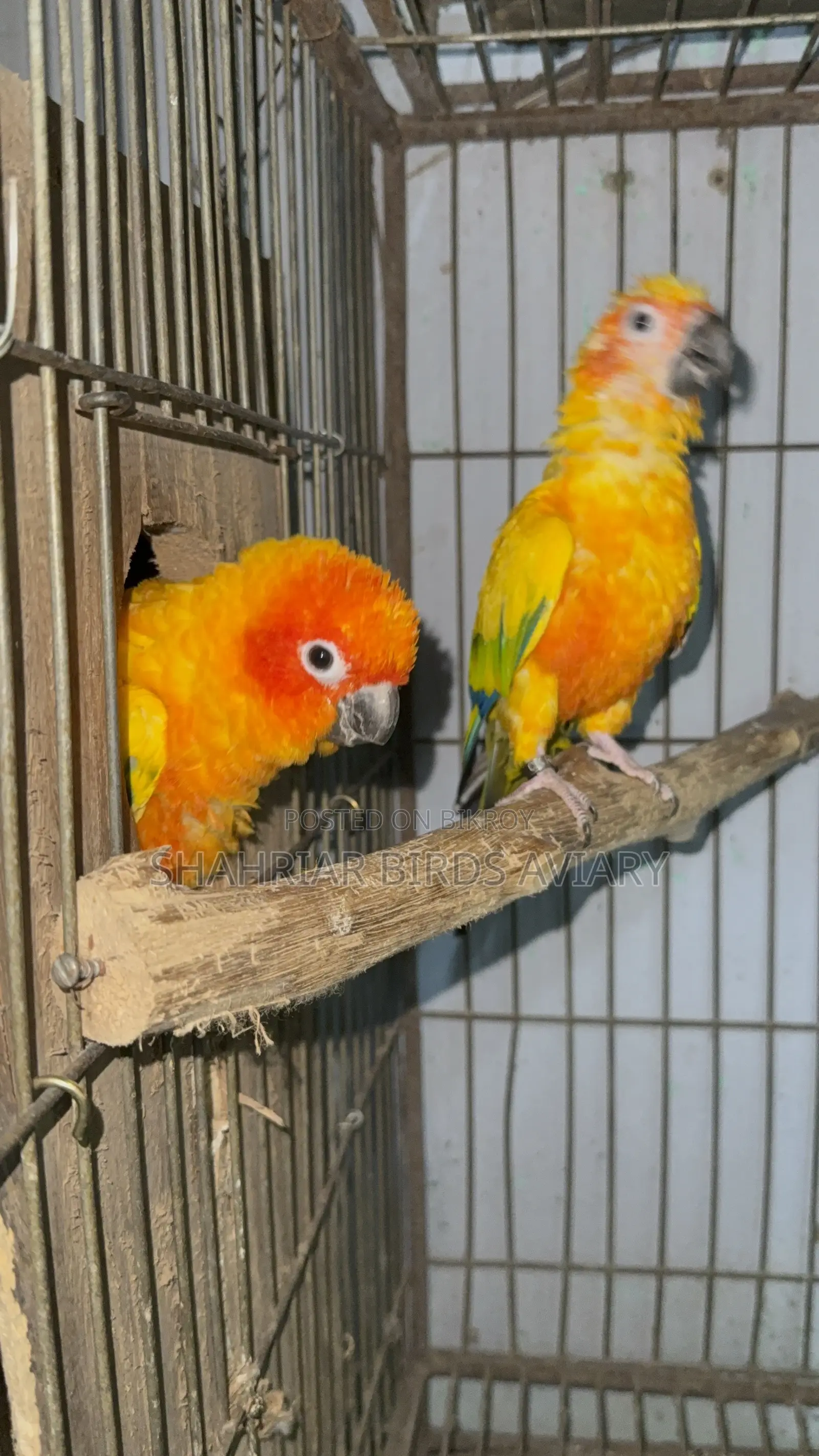 Sun Conure / Sun Conure Bird