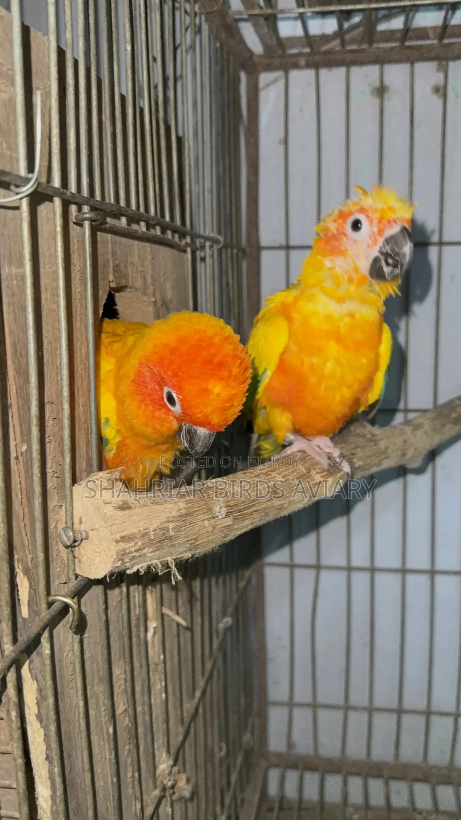 Sun Conure / Sun Conure Bird