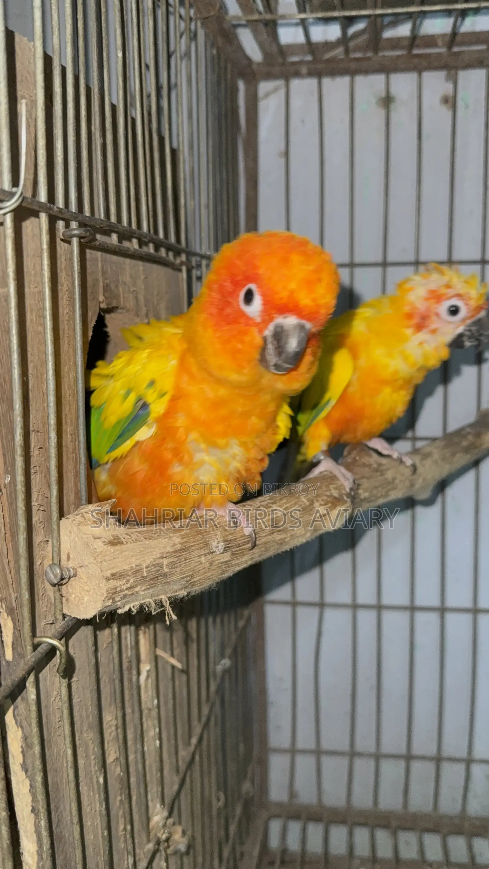 Sun Conure / Sun Conure Bird