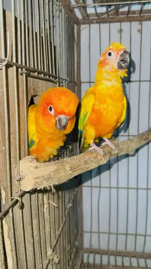 Sun Conure / Sun Conure Bird
