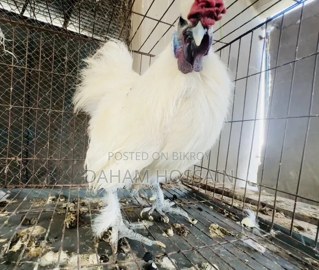 Silky Morok 2 Pice