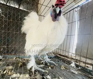 Silky Morok 2 Pice